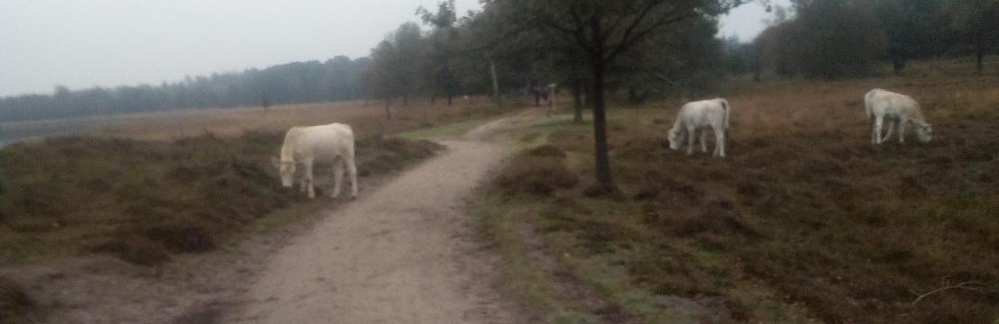 Plogging Veenendaal