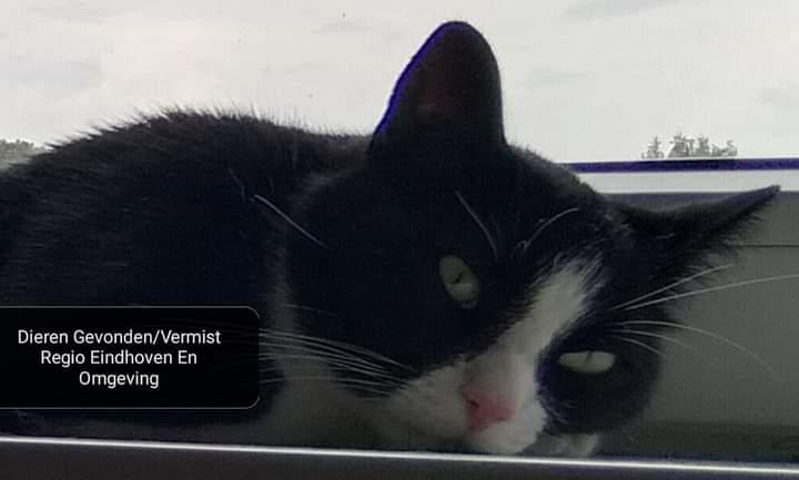 Dieren Gevonden/Vermist Regio Eindhoven En Omgeving 